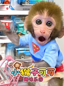 С���ӿɿ�Ȥζ��԰