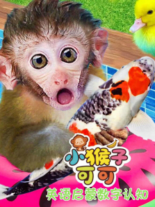 С���ӿɿ�Ӣ������������֪