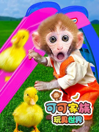 �ɿɼ����������