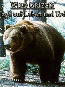 灰色野熊 灰色野熊