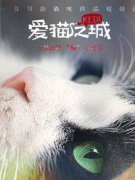 《爱猫之城》海报