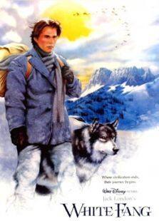 雪地黄金犬完整版