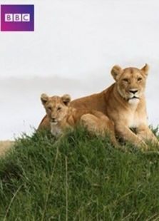 BBC初生之犊 BBC初生之犊