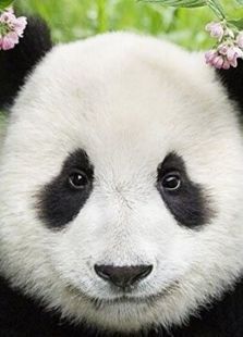 BBC无比可爱的动物 BBC无比可爱的动物