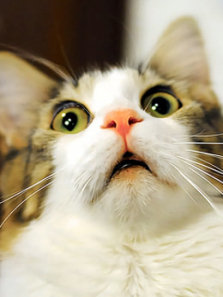 BBC猫咪的秘密生活 BBC猫咪的秘密生活