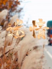 迷情 迷情