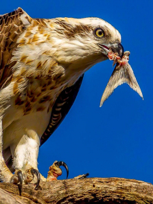 ��Ұ��������ȫ��