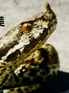 ϣ����Ұ��֮������ȫ��