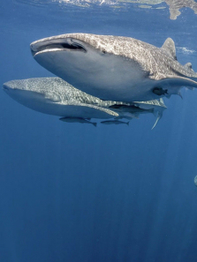 ����Ȼ�Ĺ�������ȫ��