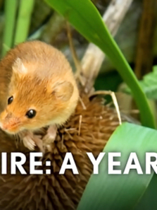 Լ�˿���Ұ��������ȫ��