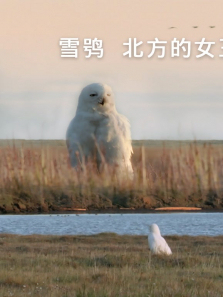 ѩ�^-������Ů������ȫ��