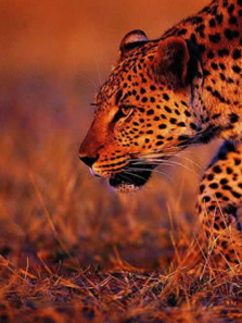 ���ʾ�ͷ��������ȫ��