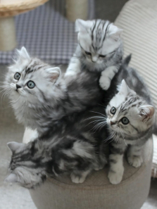 С����Сè��������������ȫ��