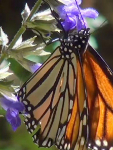 ��������Ǩ������ȫ��