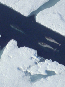 ������������ȫ��