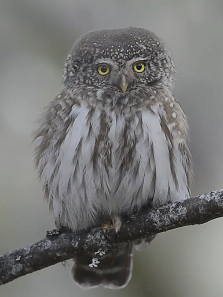 ������˹ɽ�Ĵ�����������ȫ��