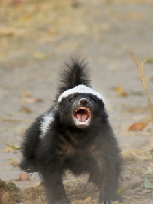 ���-�ٻ���ʦ����ȫ��