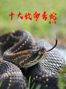 ʮ�����������������1������ȫ��