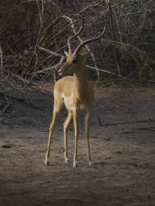 �������Ұ�����ȫ��