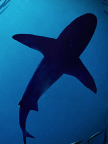 ��Ұ̫ƽ������ȫ��