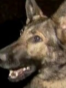 ��Ȯ��������ȫ��