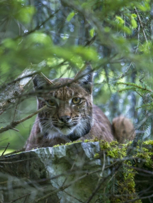 �ع���Ȼ���������ȫ��