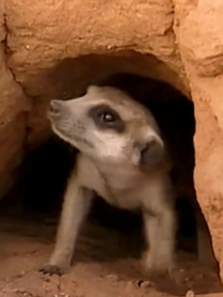 è������¼2����ȫ��