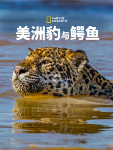 ���ޱ�����������ȫ��