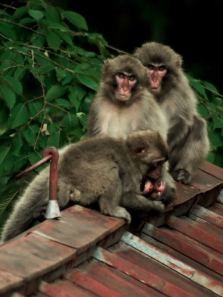 ��Ұ��������ȫ��