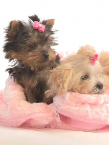 ���������������ȫ��