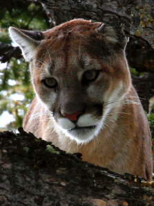 ���ɽ��������ȫ��