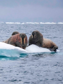 ����֮������ȫ��