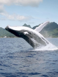 �޾��ػ�������ȫ��