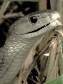 ���������������鷳����ȫ��