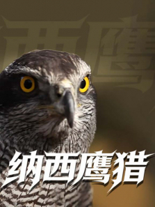 ����ӥ������ȫ��