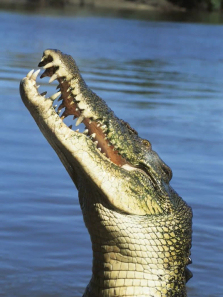 �ֲ�����ʳ�˹�����ȫ��