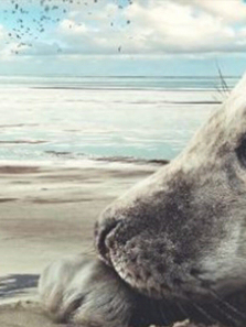 �ߵǺ�����ȫ��