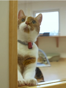 ����ʳƷ��������ȫ��