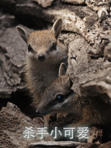 ɱ��С�ɰ�����ȫ��