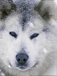 ѩ��Ȯ����ȫ��