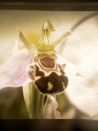 ֲ��Ҳ����