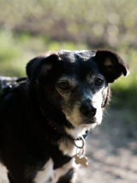 �µϲ�������