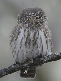 ������˹ɽ�Ĵ�������