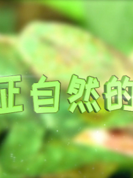 ��֤��Ȼ���漣