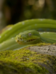 ������Ӣ�İ�