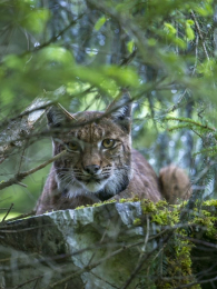 �ع���Ȼ�����