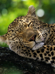 Ұ�������˯��