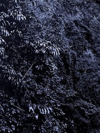 �ɿɵ�����ʷ