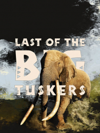 ���һֻ������Ӣ�İ�