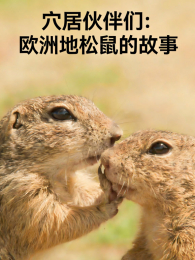 Ѩ�ӻ����ŷ�޵�����Ĺ���